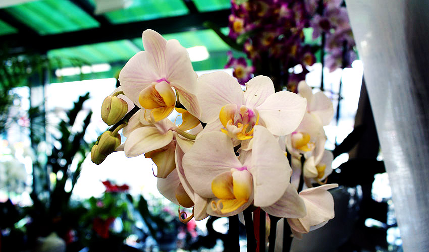 Fleurs : orchidée à ploërmel